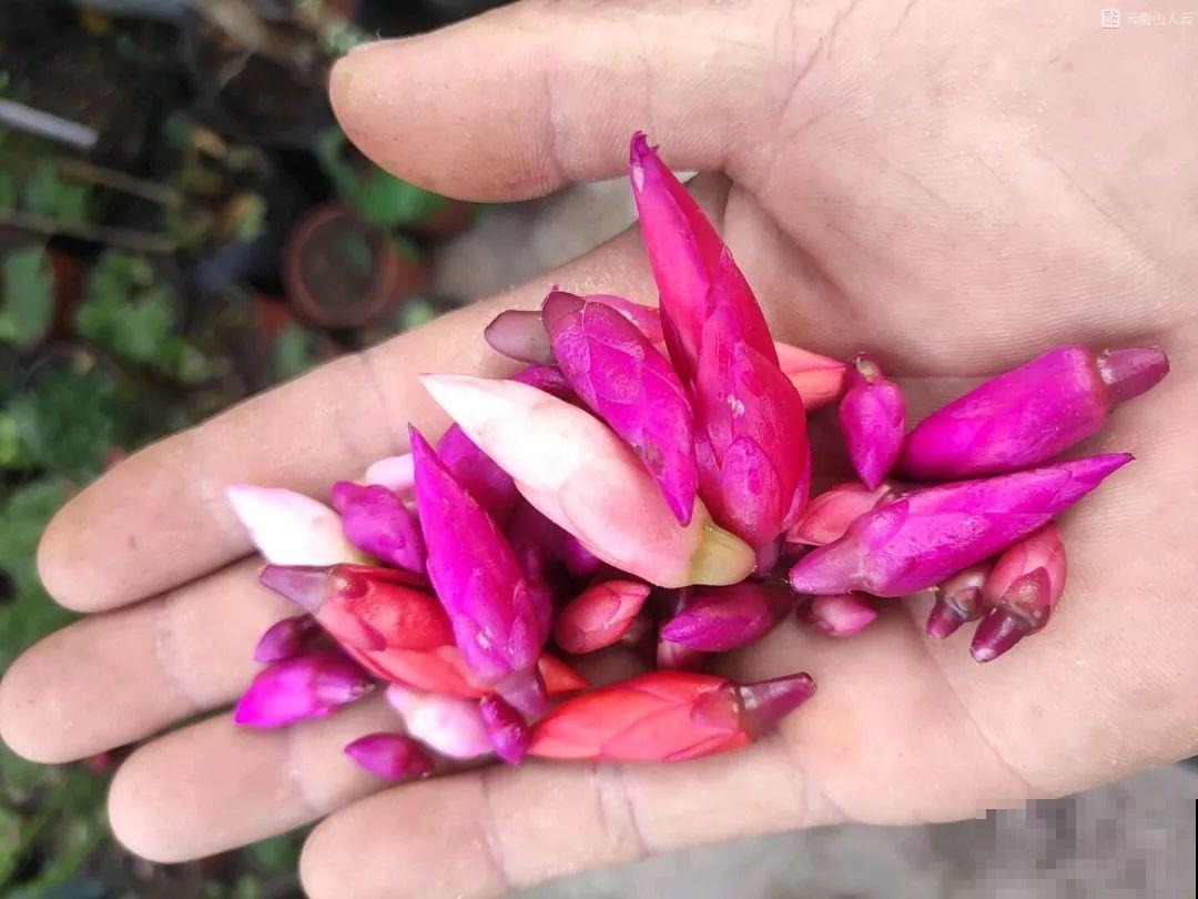 蟹爪兰刚开花，他把30个花苞全摘了，真心疼！