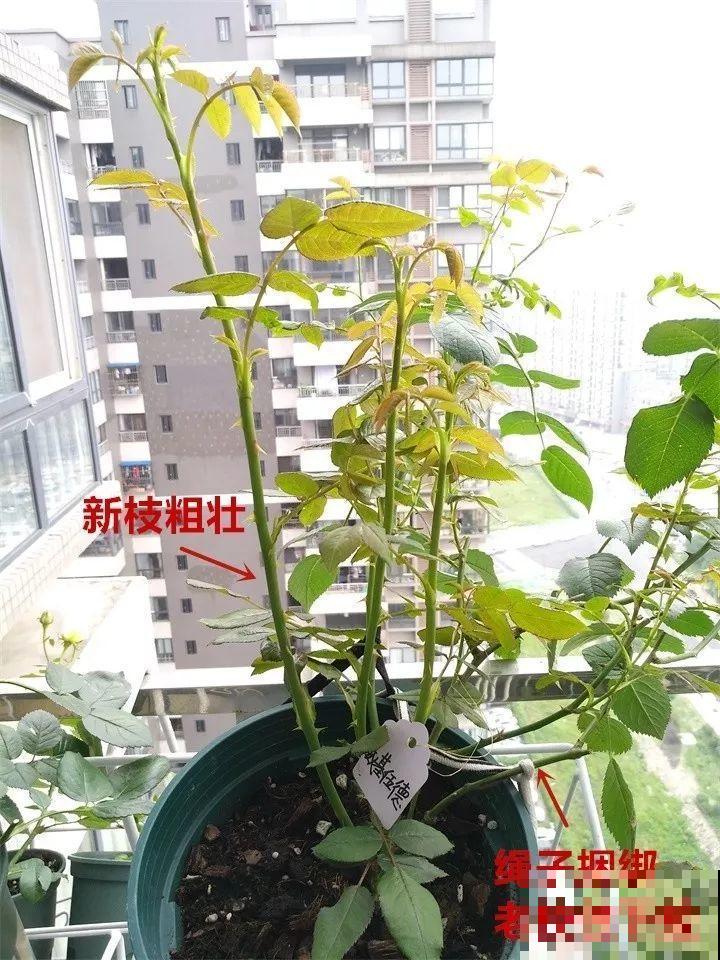 月季好看不敢养？教你6个窍门，年年开花不黄叶！