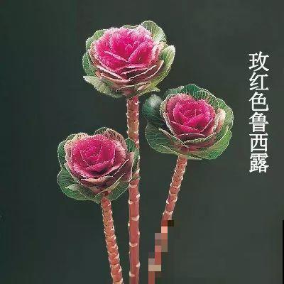 这花冬天不怕冷，越冻越好看，栽在院子里像玫瑰！