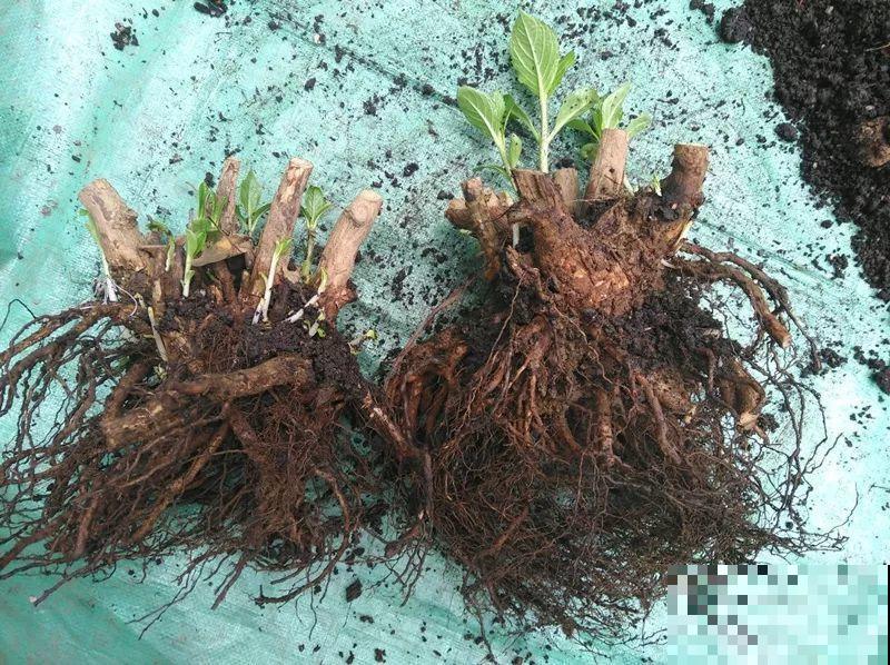 8种花别养老桩，小心老了不开花，变成木疙瘩！
