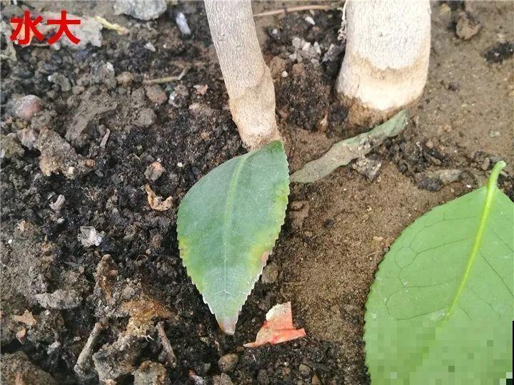 这花想要冬天开，就得狠心剪两刀，满树红花惹人爱！