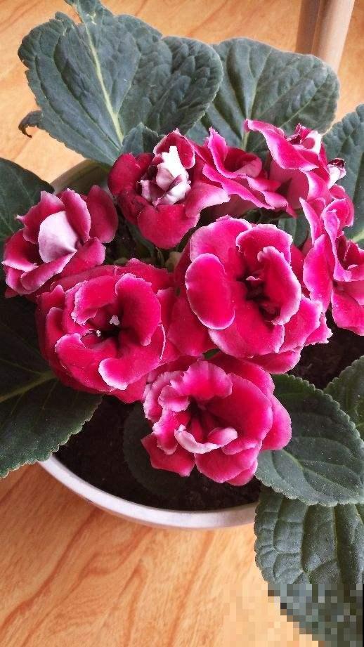 为啥花苞一碰全掉了?都是这个地方做错了,现在改还来得及! 为啥花苞一碰全掉了?都是这个地方做错了,现在改还来得及!