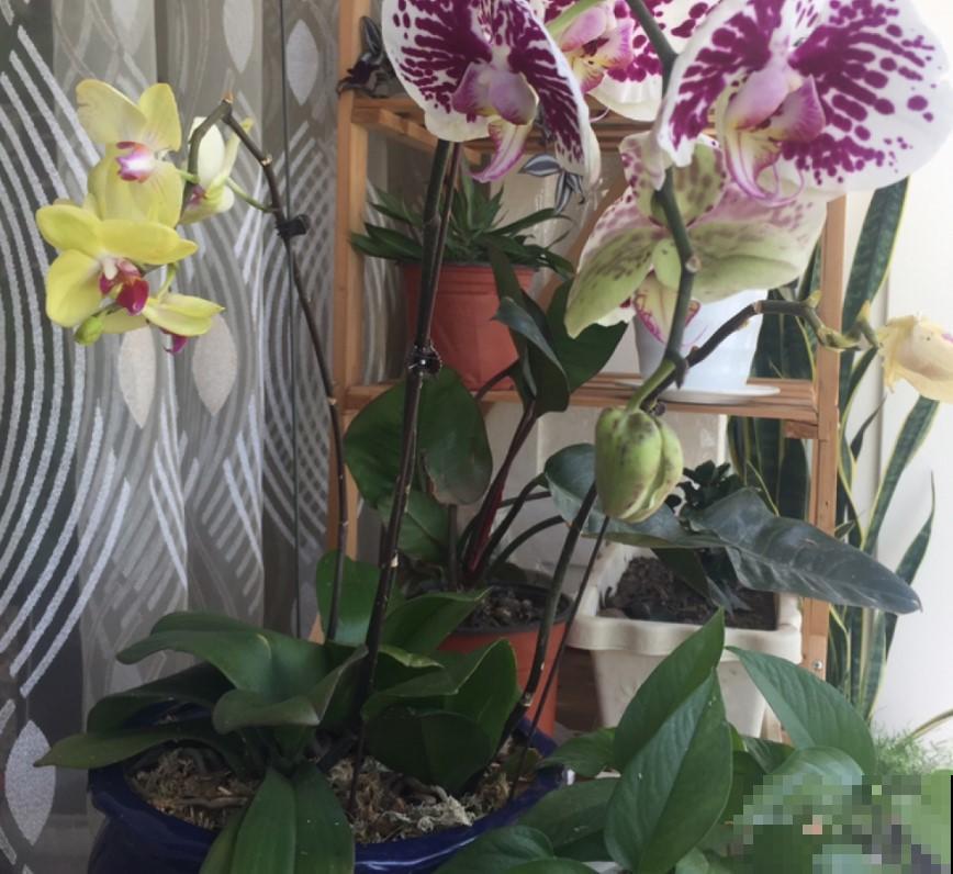 这花开花像小蝴蝶，简单好养，一样就开花！