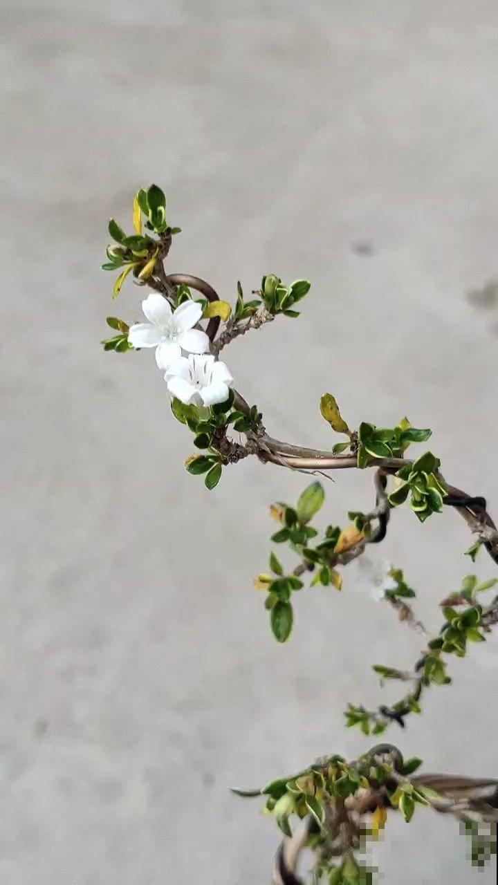 被名字吸引养的花，没想到颜值这么高，比茉莉还动人！
