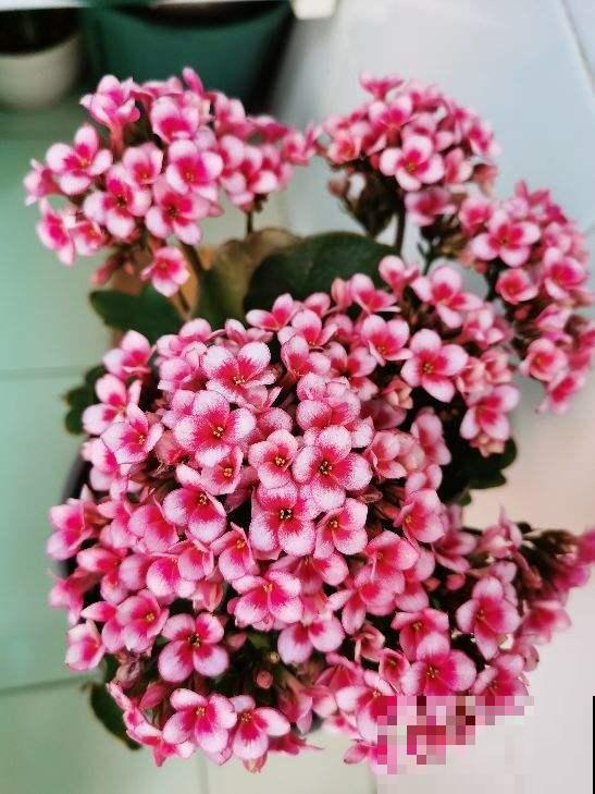 这花全年能开花，家里养一盆，一年四季有花看