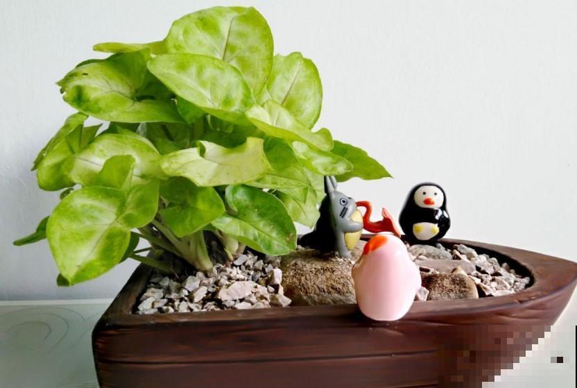 室内养盆稀有观叶植物，很快生长旺盛，蹭蹭长新叶！
