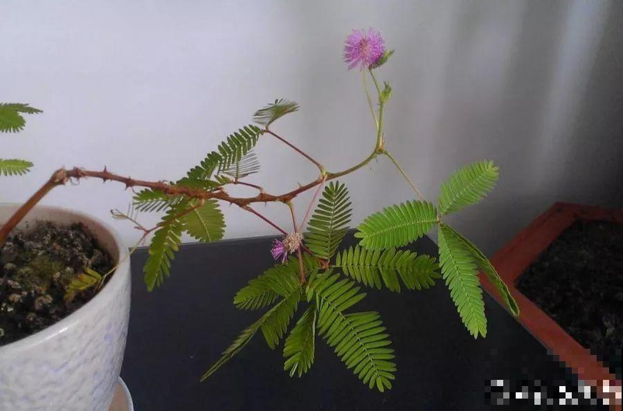 这种仙人掌还是别养了，管不住，自己容易长腿跑了！