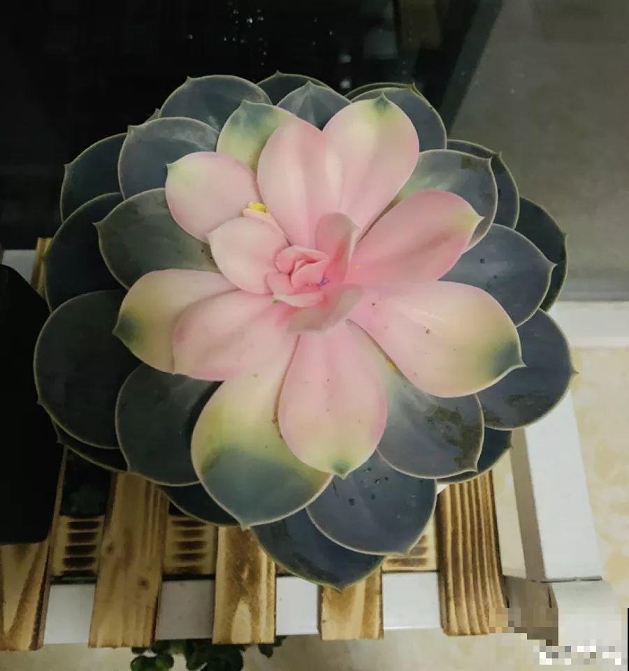 这种多肉，一看就是被用了药，再好看也别买！
