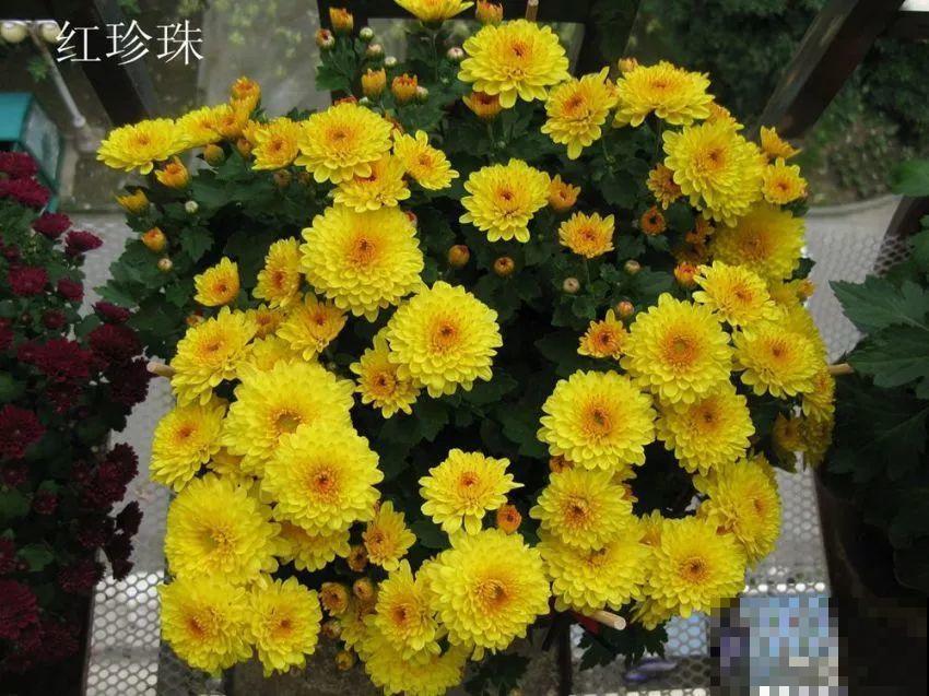 1米宽的防盗窗，挤满99盆花，掐一把开一片！
