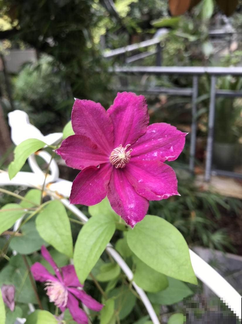 这花冬天很好养，把这几个要点做好，明年还你一面花墙！