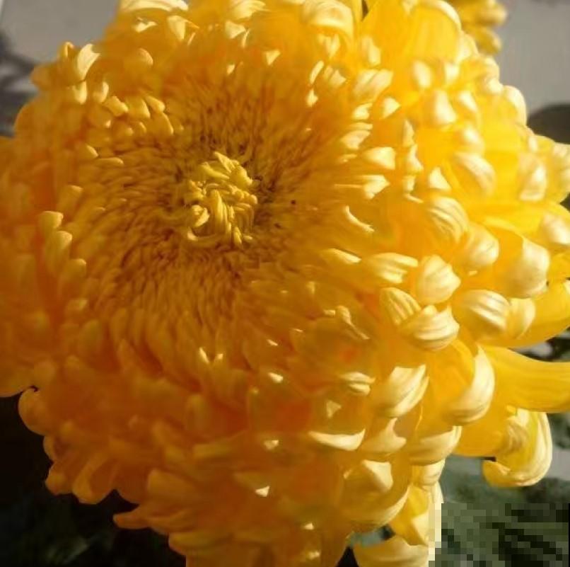 原来菊花还可以扦插，掐个枝，一盆变多盆！