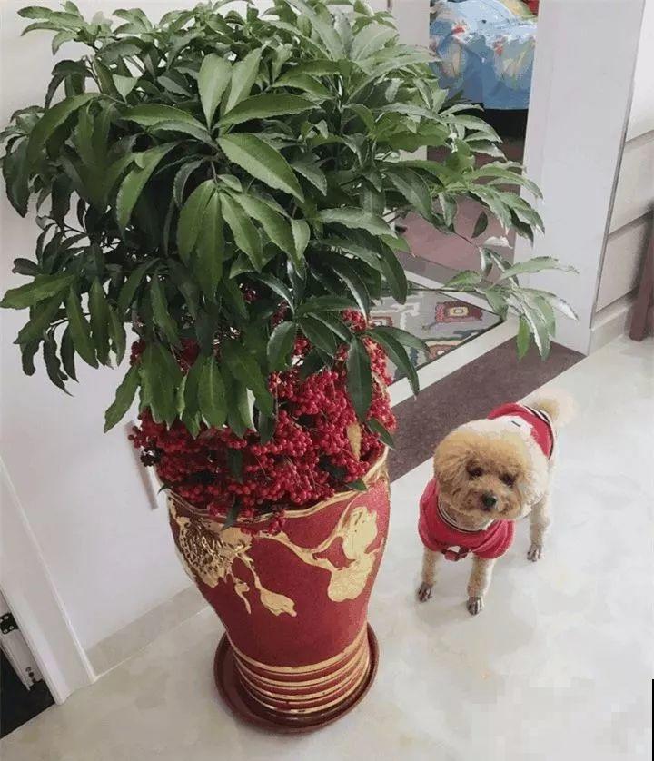 最适合冬天养的7种花，结满了红果子，能看大半年！