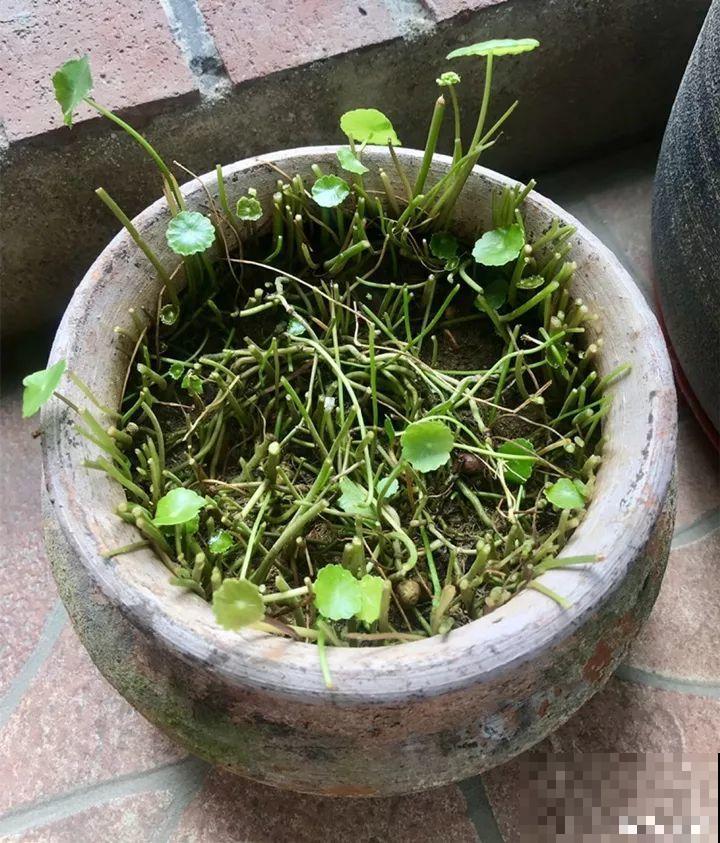 10种花，现在就得赶紧剪，不然熬不过冬天！