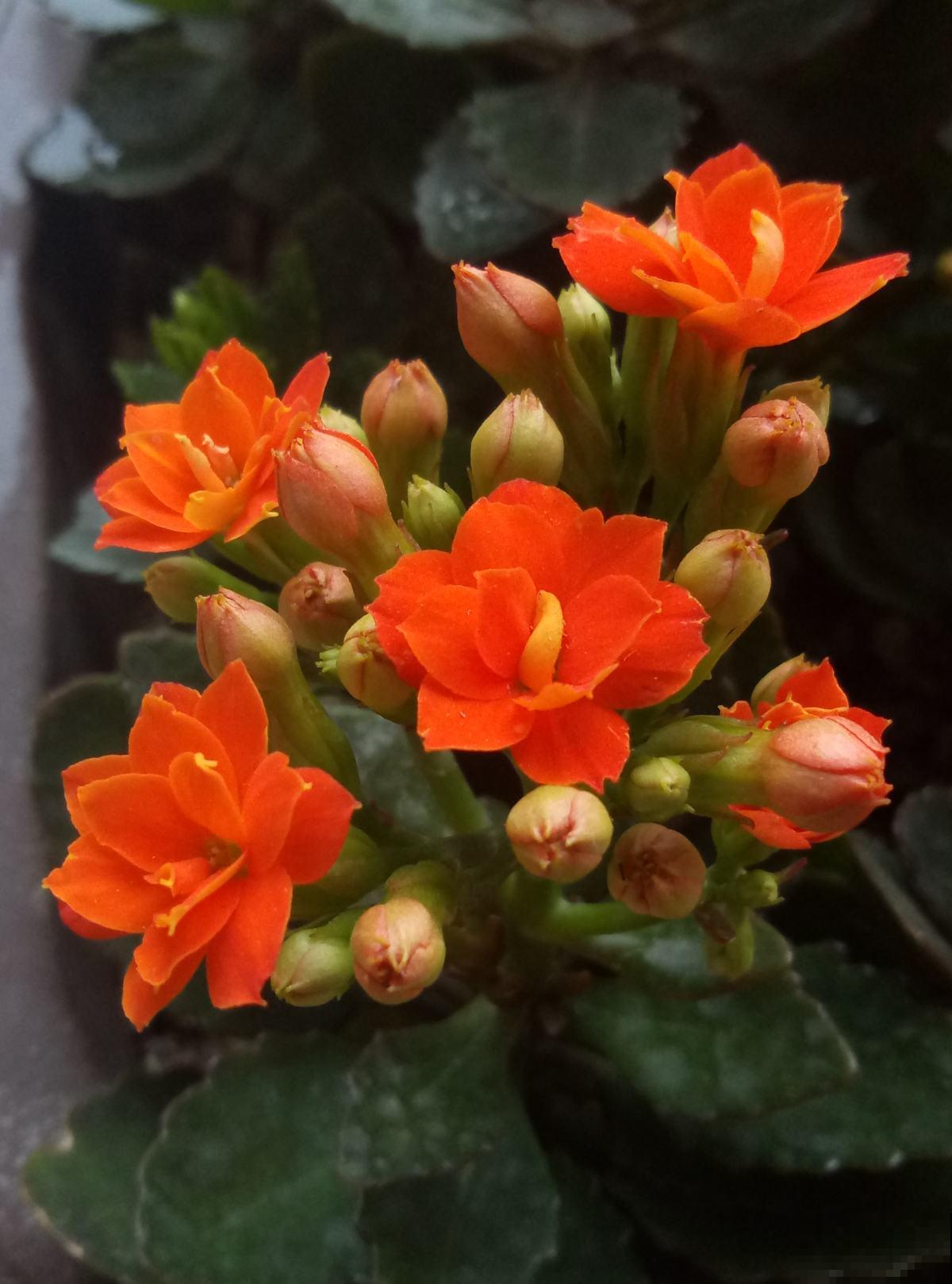 这些花真能生，1片叶子能生50盆，省下一笔买花钱