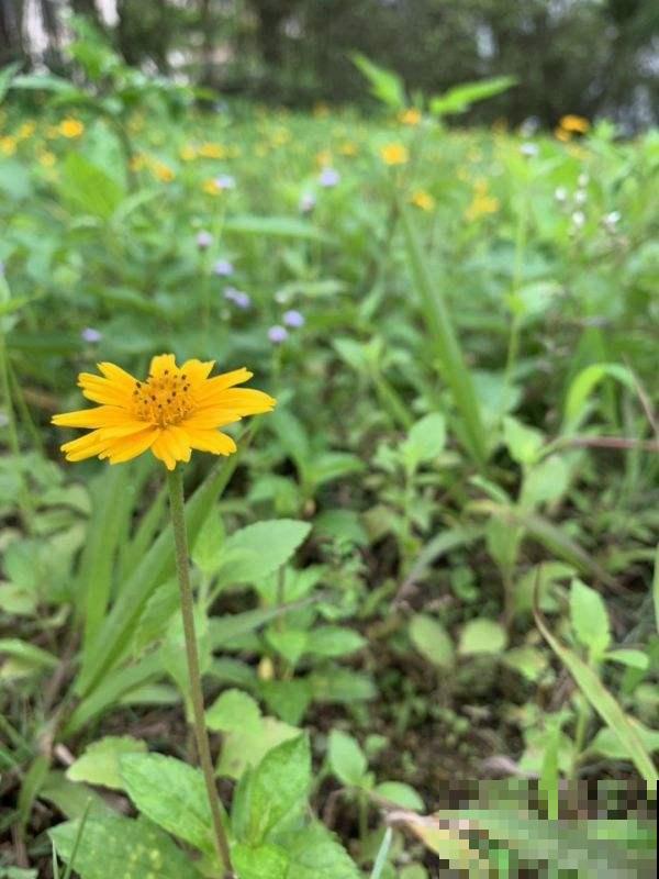 这野菊花种一棵冒出10棵，把它名字能读对的，都是顶级文化人！