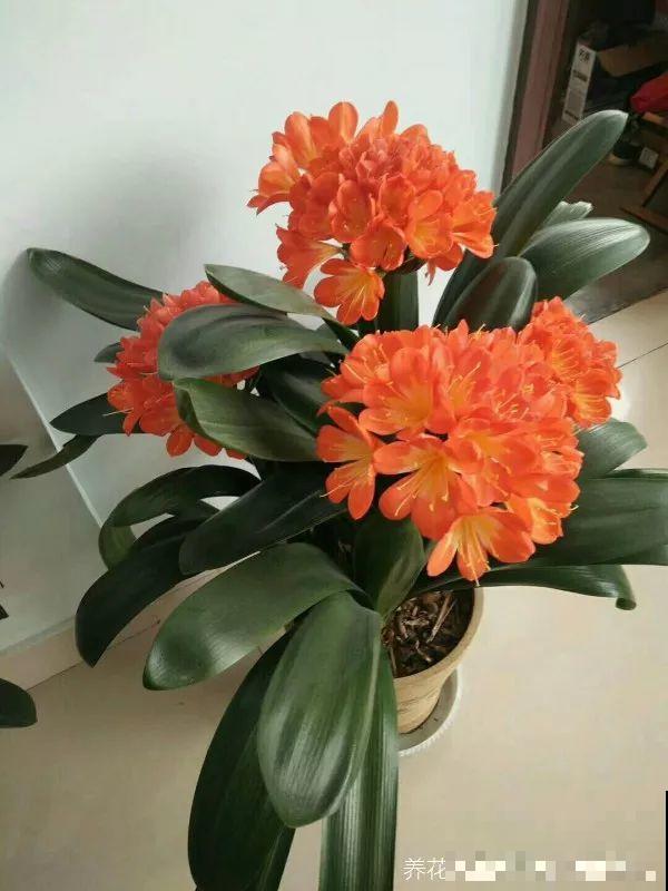 君子兰花后别乱剪，剪错了烂叶烂心，再也不开花！