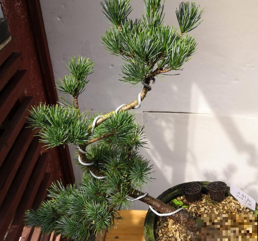 盆景松树，圣诞就能够用上，省去市场上看了！