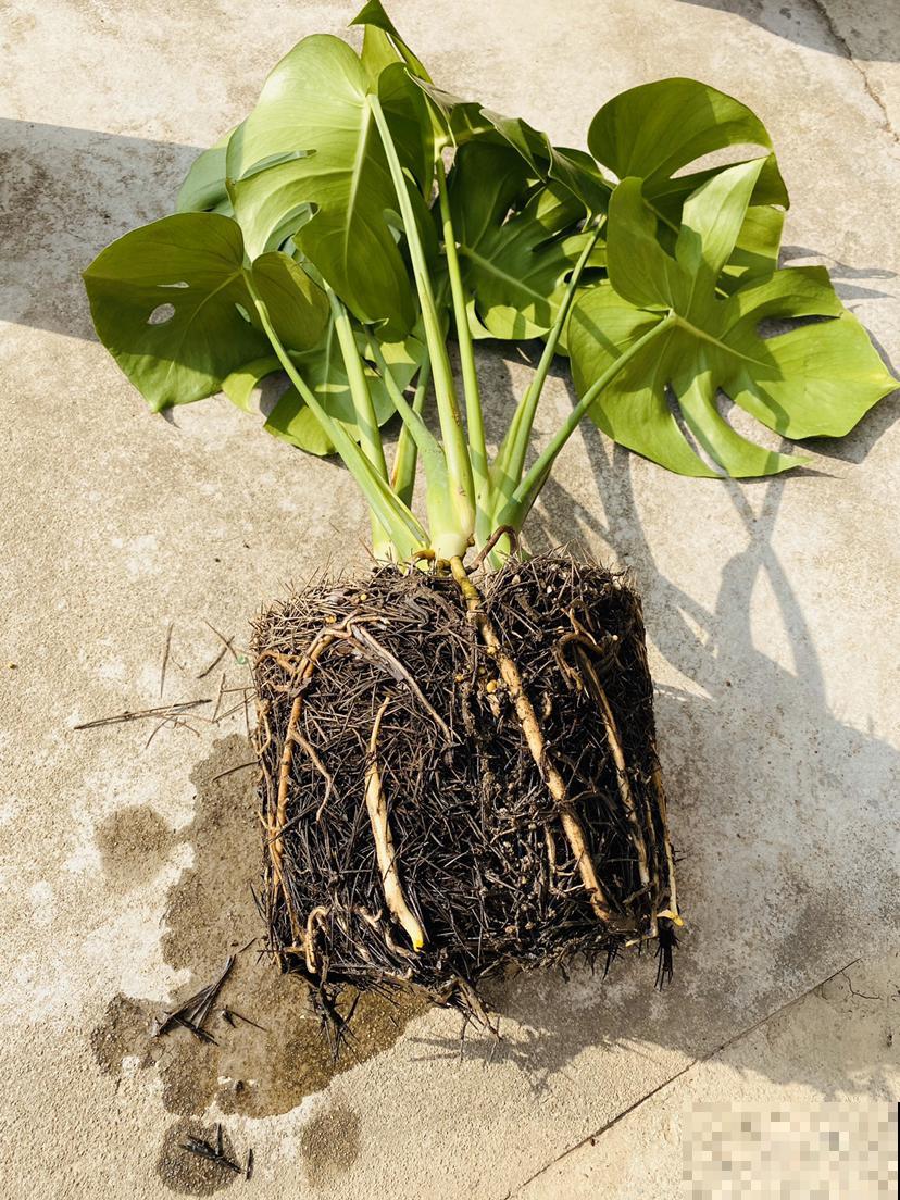 家里这种土不要养花，否则养一棵死一棵，趁冬天空闲赶紧改良！