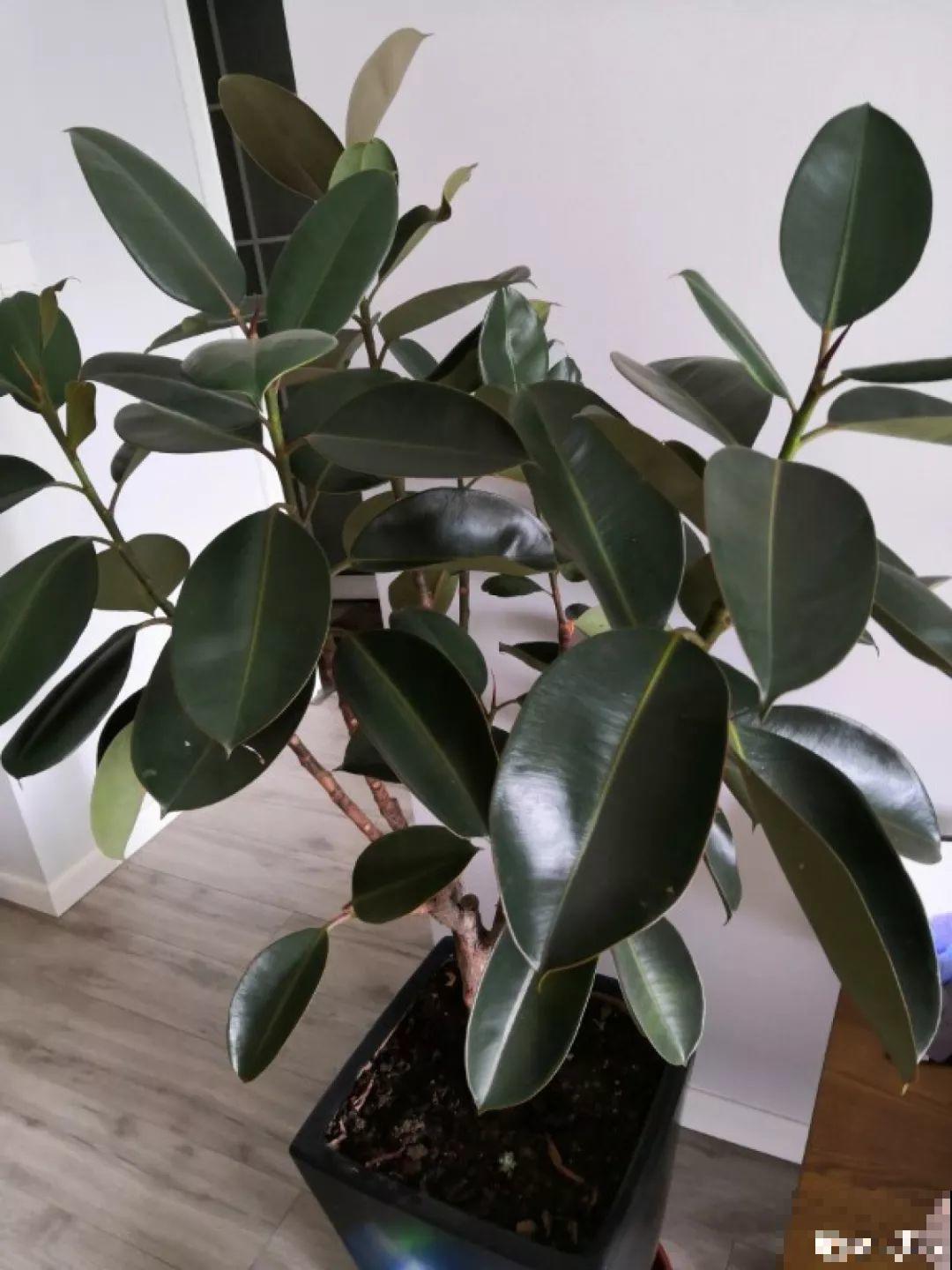 这4种花养在家里，就是一个小型的加湿器，不干不躁真舒服！