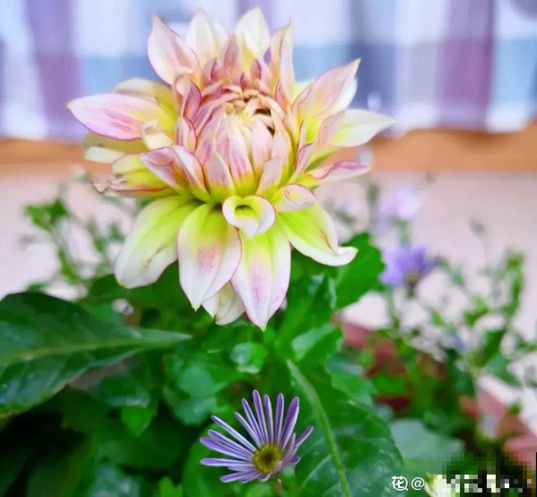 这花是新晋年宵花，室内室外都能养，能连开好几茬！