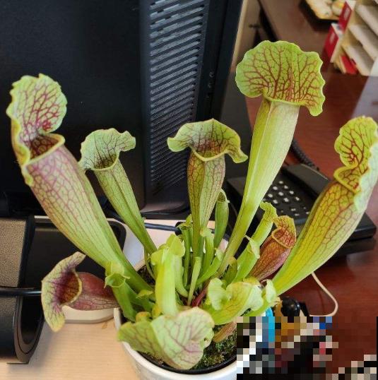 会吃虫子的植物，家里小孩都喜欢，养一盆干净又杀虫！