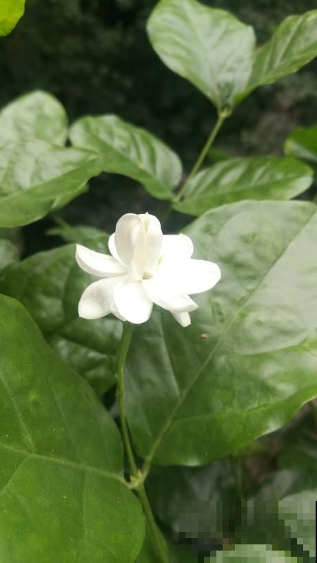 茉莉买回来一处理，开花一朵接一朵，满屋都是香味！