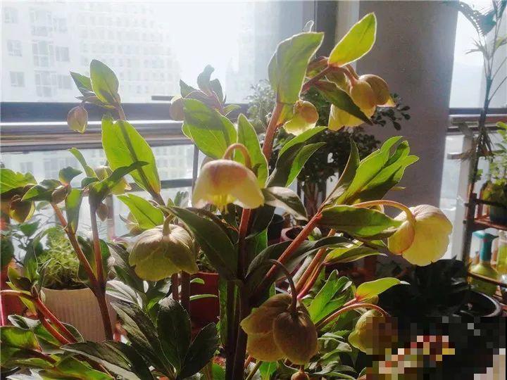耐寒又好养的花，大雪天也能呼呼开，绿色花瓣超有气质！