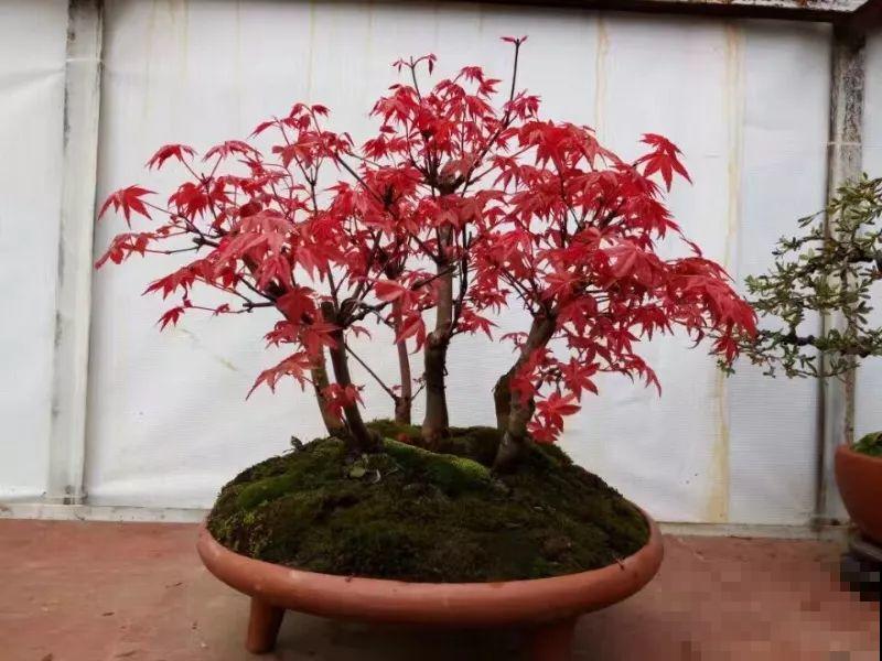 这花最适合用来做盆景，造型剪好了，身价能翻好几倍！