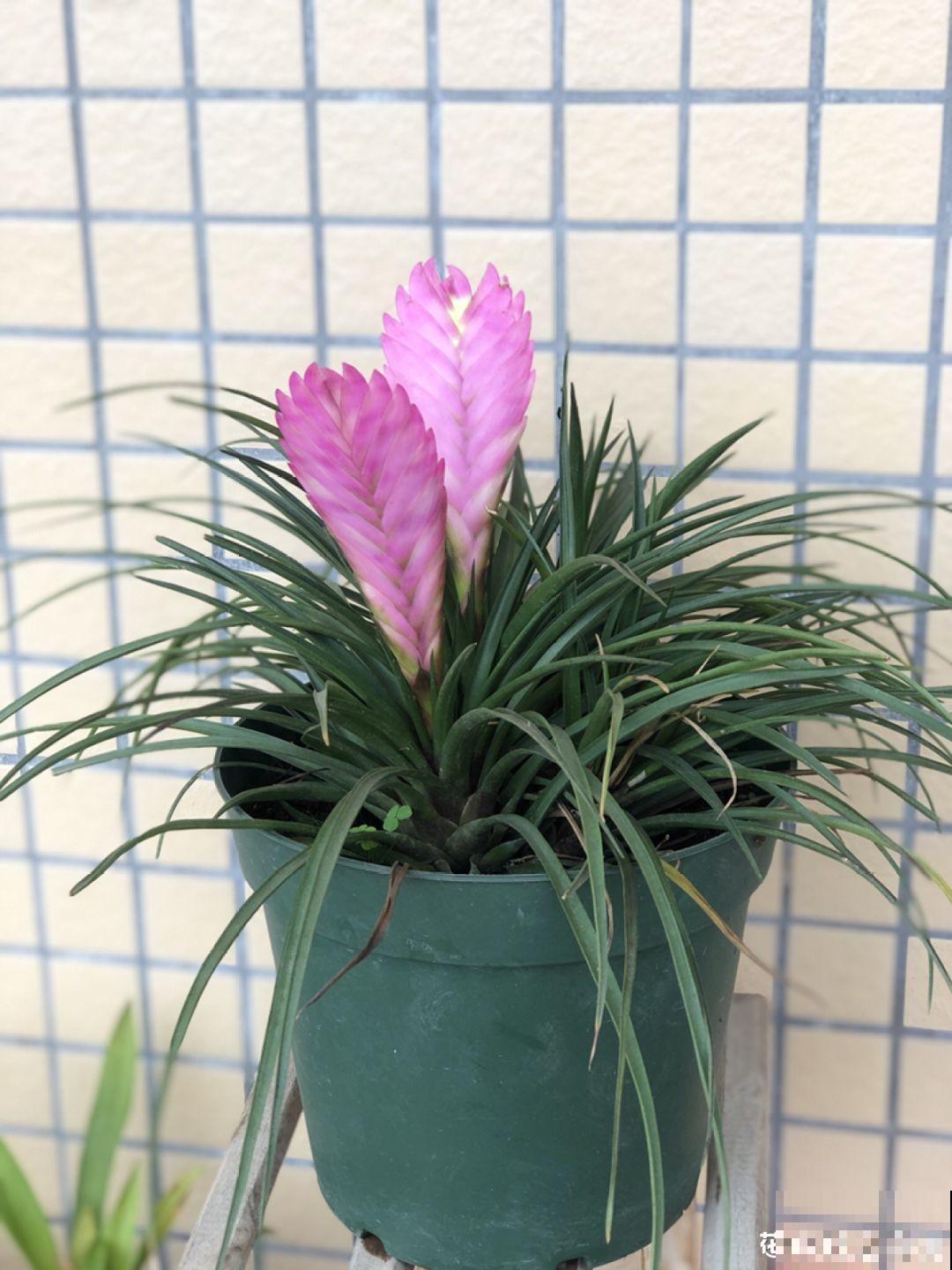 有品味的人，都爱养这2种花，10盆都不嫌多！
