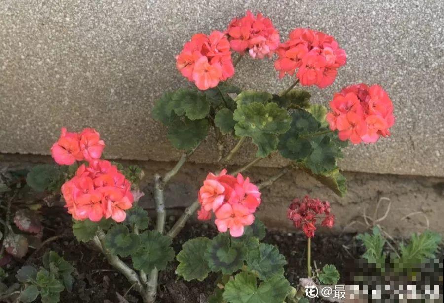 12月扦插这种花，成活率超高，大白根呼呼冒！