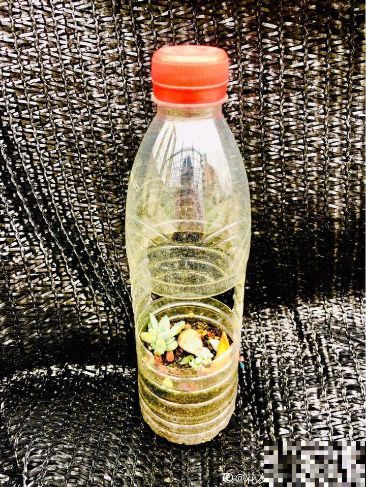 冬天扦插，用了这3种神器，生根快不黑腐，又省钱了！