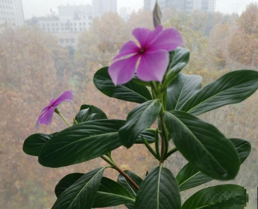 像这样开花多的植物少之又少，堪比开花劳模，养它就对了！
