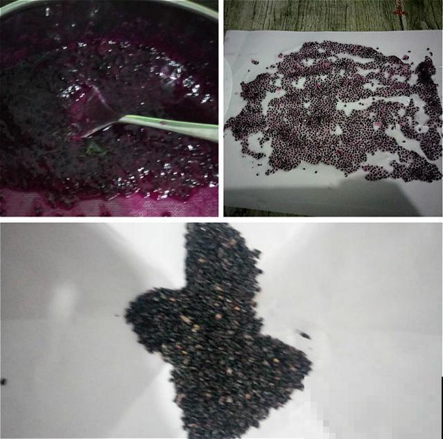 火龙果切两半，挖出种子埋土里，还能结出沉甸甸的红果子！