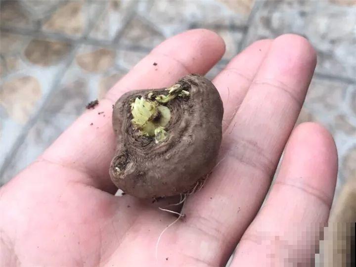 这花能长一米多高，开的时候像烟火，种在家里特霸气！