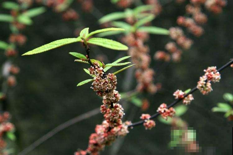 这树一结果差点压断枝，一根枝条几百个小橙果，滋味酸甜众人哄抢
