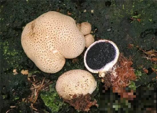 上山看到“大白皮球”，凑近一摸还会“喷气”，幸亏提前发现它