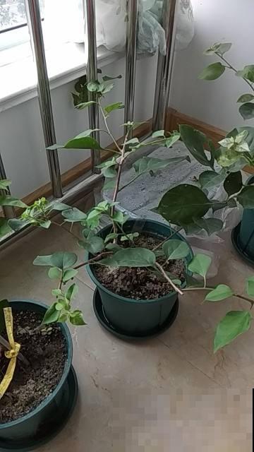 三角梅掉成光杆，一定是这“两点”没注意，现在挽回还有救