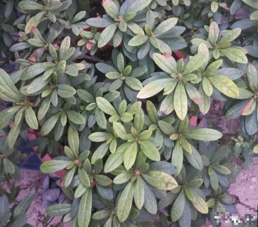 7种花浇点“万能水”，3天黄叶变绿叶，呼呼开出满盆花！