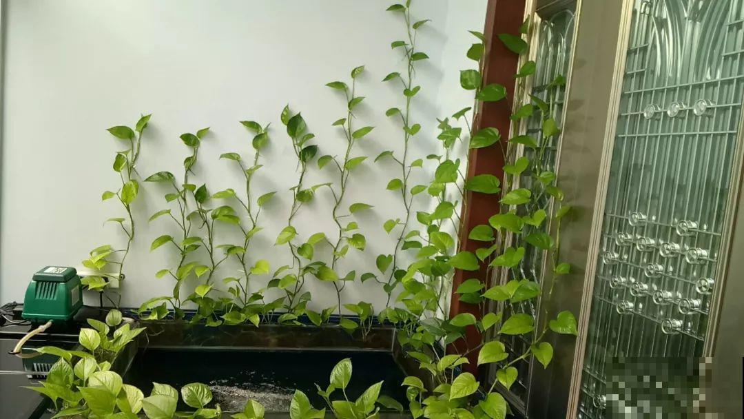 养不活的花丢鱼缸里，沾水立马就疯长，大冬天呼呼长不停！