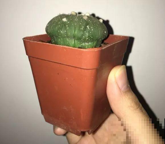 平时没人要的花，开出5朵超大花，邻居全都抢着要！