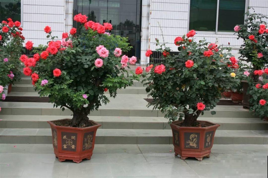 这花最适合用来做盆景，造型剪好了，身价能翻好几倍！