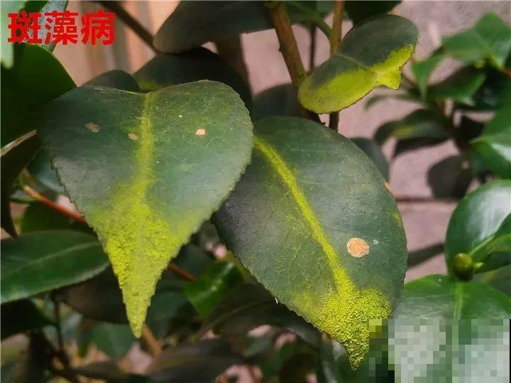 这花想要冬天开，就得狠心剪两刀，满树红花惹人爱！