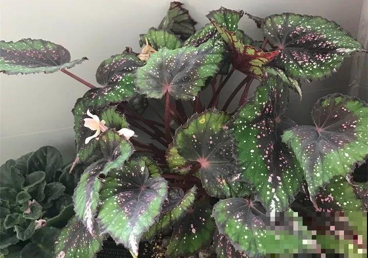 这12种花冬天小心着点养，没有暖气，一个晚上就冻死！