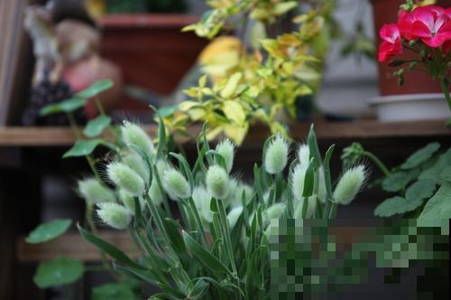 养过浑身长毛的植物吗？这些最适合在冬天养，放在家里看着暖和！