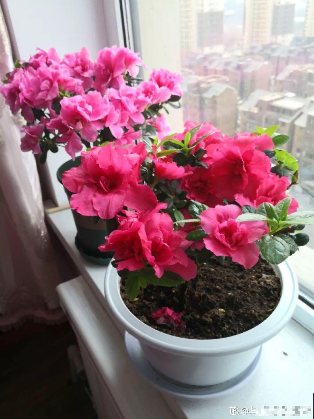 都说这花难养，10年不换盆，年年开花成宝贝！