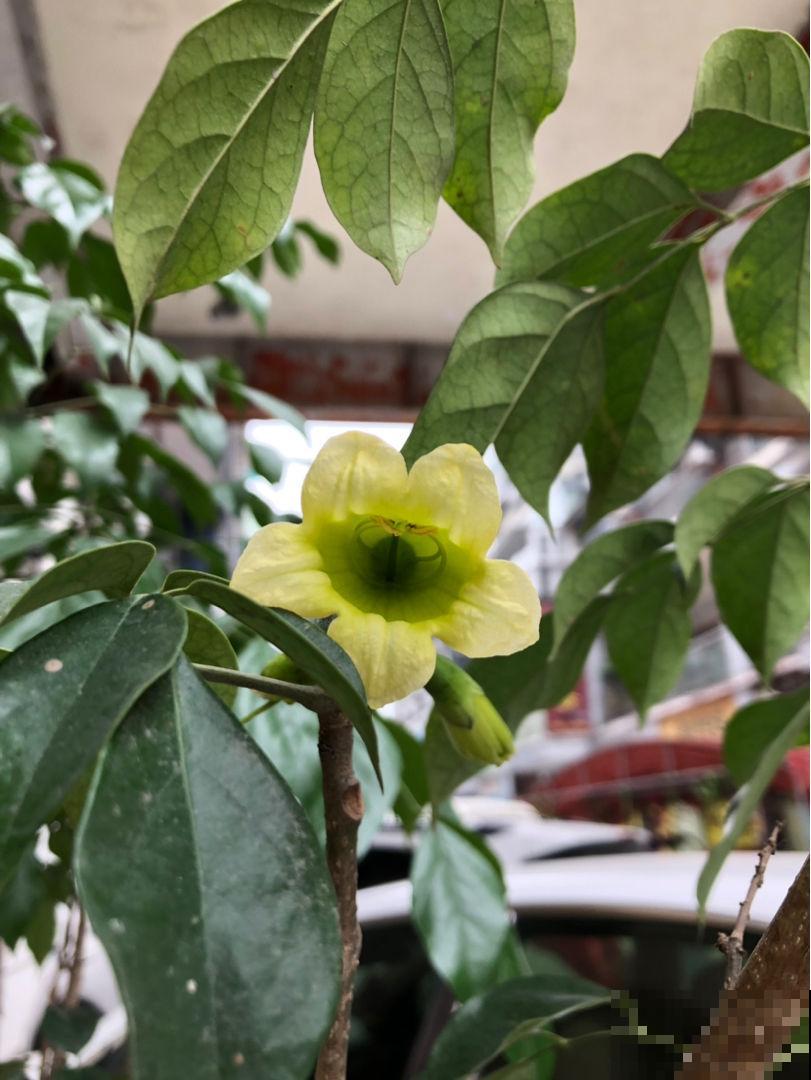 家里养了这花，开花就有好兆头，1盆顶10盆