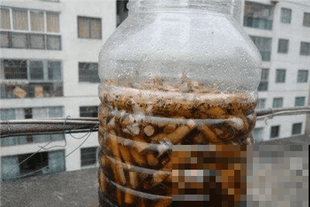 啤酒养花，兑点水就能用，网友：比买的肥料好使