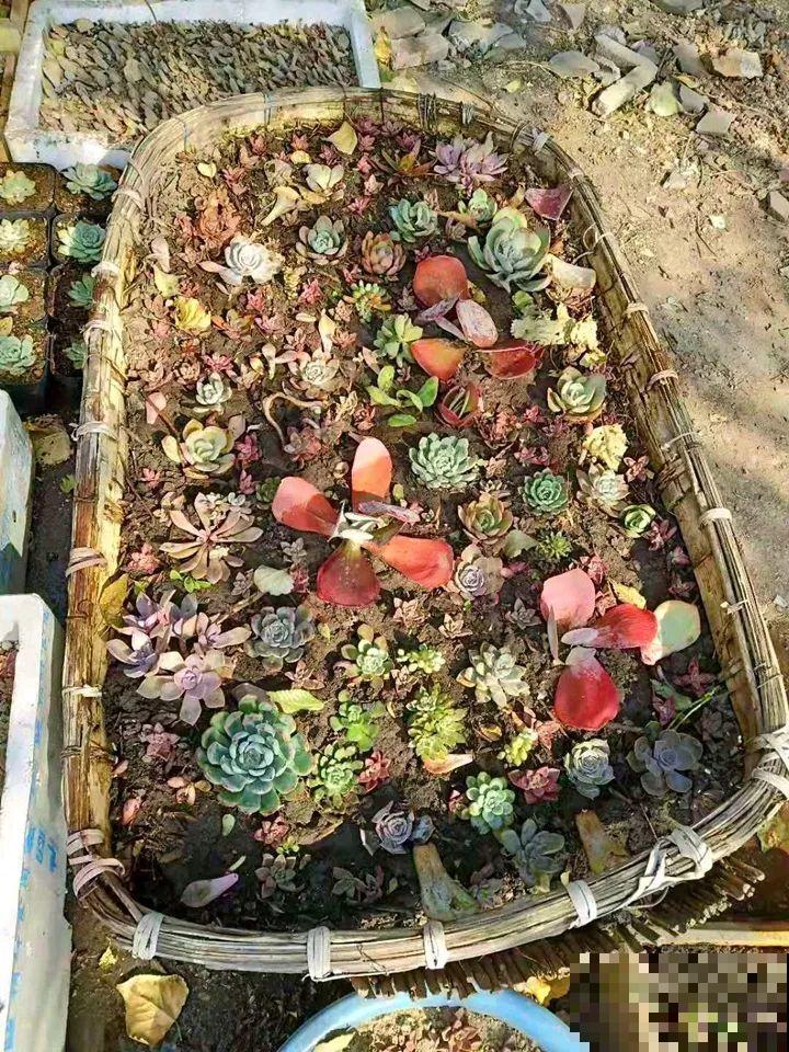 姐姐的快递箱，全部种满多肉，比盆栽的效果还要好！