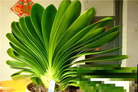 这花能养30年，养一盆能做传家宝，越养越值钱