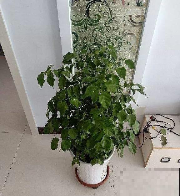 花盆里长了这玩意，趁早断水，小心最后根都烂没了！